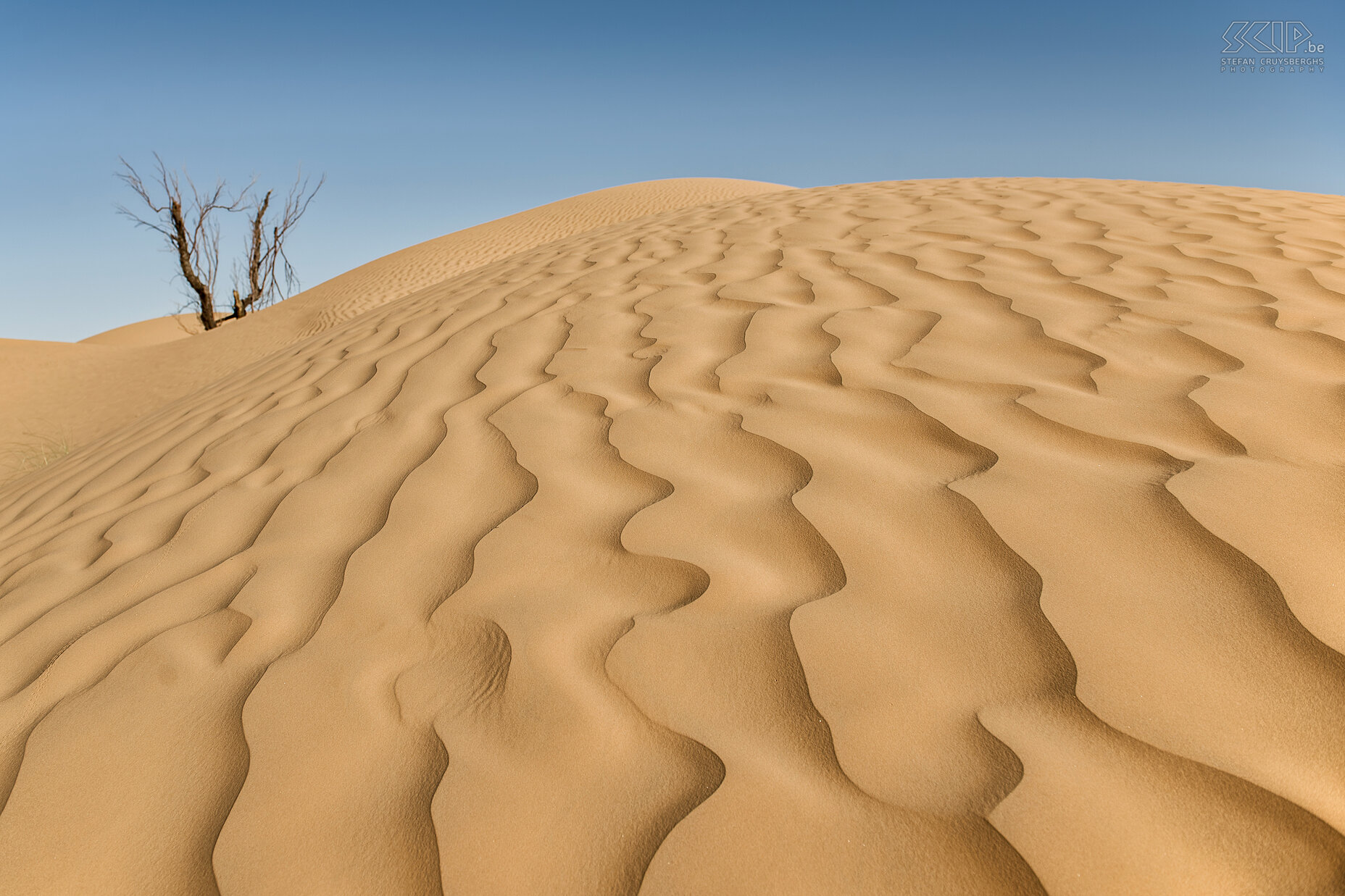 Sanddune  Stefan Cruysberghs